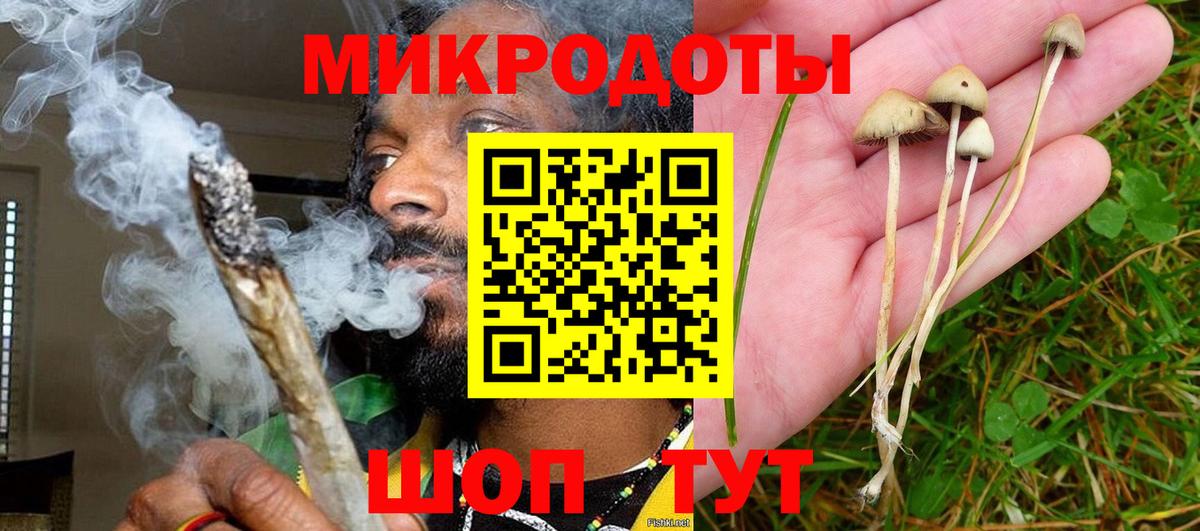 Галлюциногенные грибы Psilocybine cubensis Елабуга